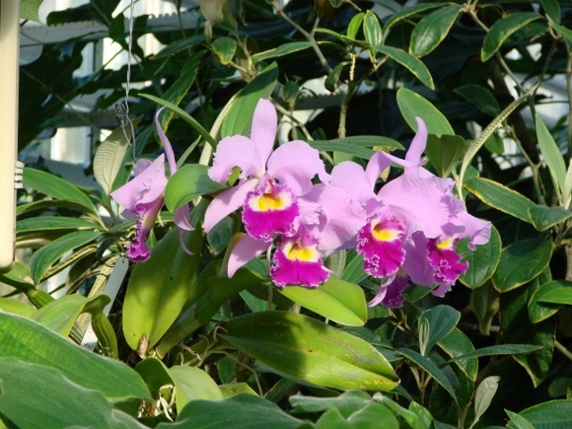 minhen katleja roza